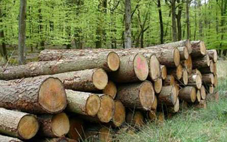 Cấm xuất khẩu gỗ xẻ các loại từ rừng tự nhiên trong nước.